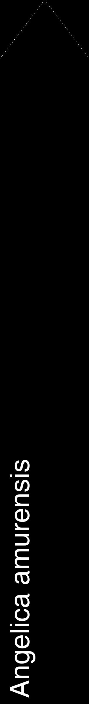 Étiquette de : Angelica amurensis - format c - style blanche59_simplehel avec comestibilité
