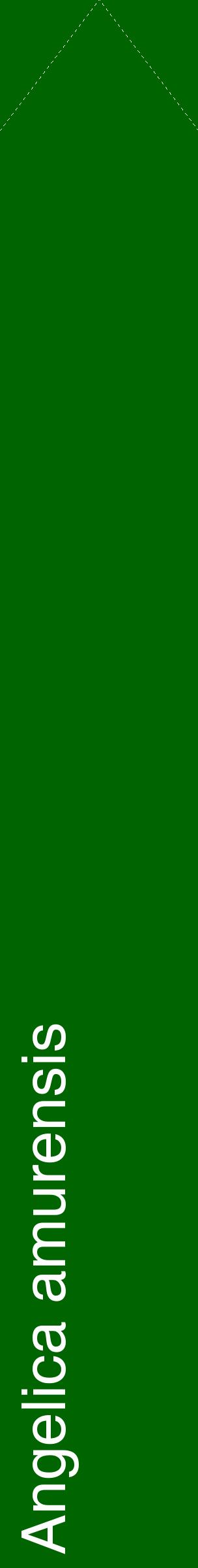 Étiquette de : Angelica amurensis - format c - style blanche8_simplehel avec comestibilité