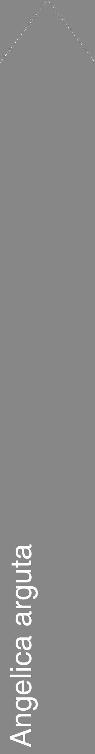 Étiquette de : Angelica arguta - format c - style blanche12_simple_simplehel avec comestibilité - position verticale
