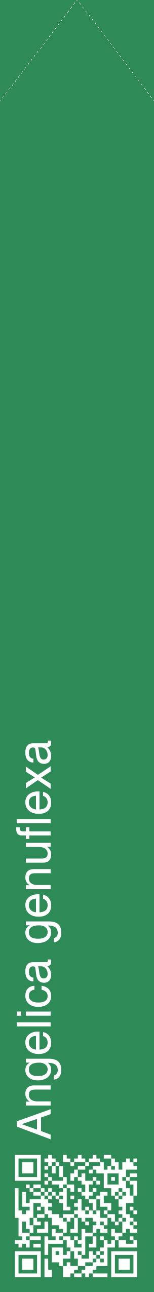 Étiquette de : Angelica genuflexa - format c - style blanche11_simplehel avec qrcode et comestibilité