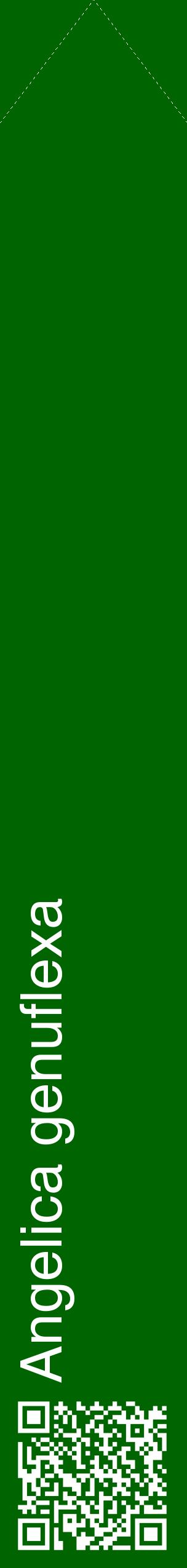 Étiquette de : Angelica genuflexa - format c - style blanche8_simplehel avec qrcode et comestibilité