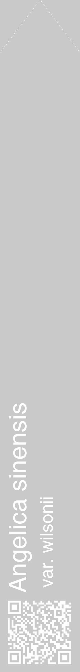 Étiquette de : Angelica sinensis var. wilsonii - format c - style blanche54_simple_simplehel avec qrcode et comestibilité - position verticale