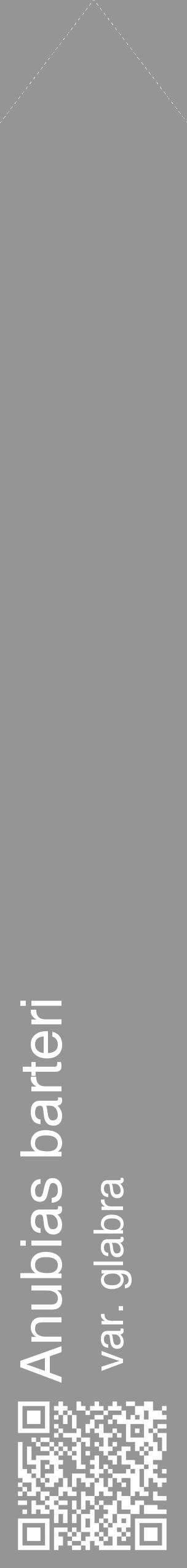 Étiquette de : Anubias barteri var. glabra - format c - style blanche16_simple_simplehel avec qrcode et comestibilité - position verticale