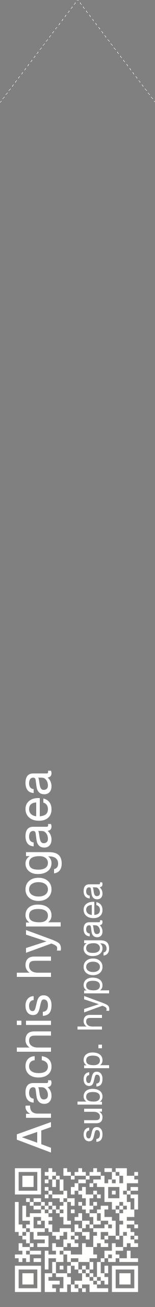 Étiquette de : Arachis hypogaea subsp. hypogaea - format c - style blanche57_simplehel avec qrcode et comestibilité