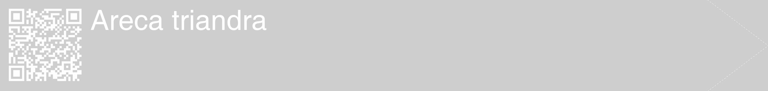 Étiquette de : Areca triandra - format c - style blanche17_simple_simplehel avec qrcode et comestibilité