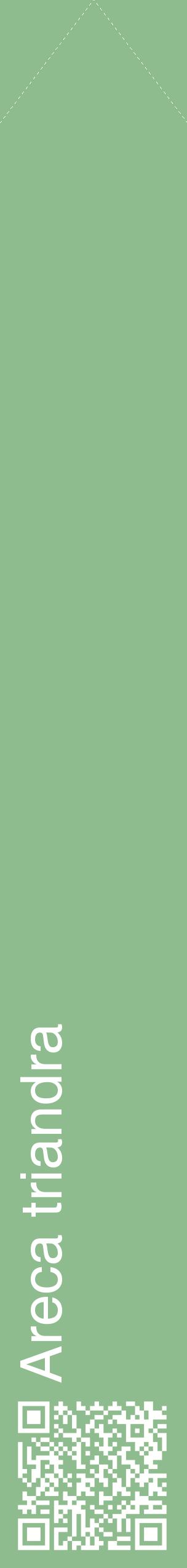 Étiquette de : Areca triandra - format c - style blanche13_simplehel avec qrcode et comestibilité