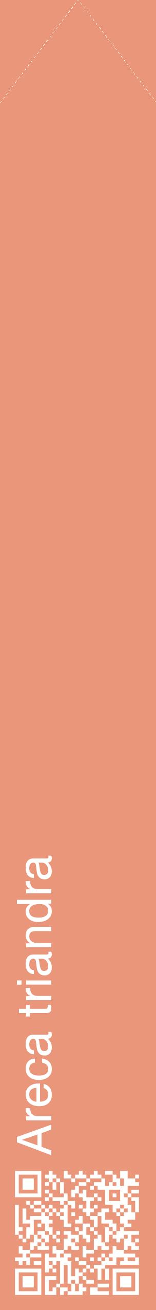Étiquette de : Areca triandra - format c - style blanche37_simplehel avec qrcode et comestibilité