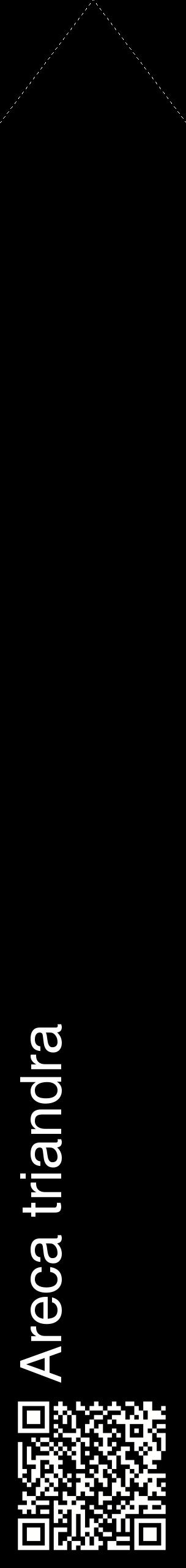 Étiquette de : Areca triandra - format c - style blanche59_simplehel avec qrcode et comestibilité