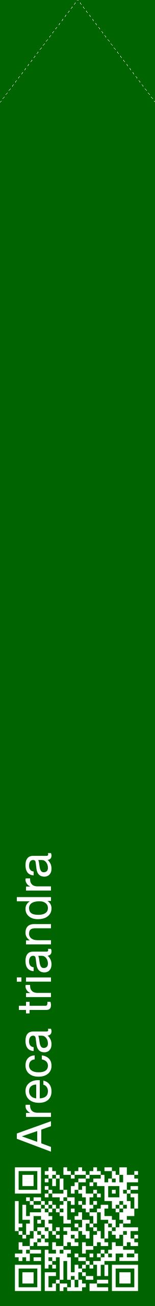 Étiquette de : Areca triandra - format c - style blanche8_simplehel avec qrcode et comestibilité