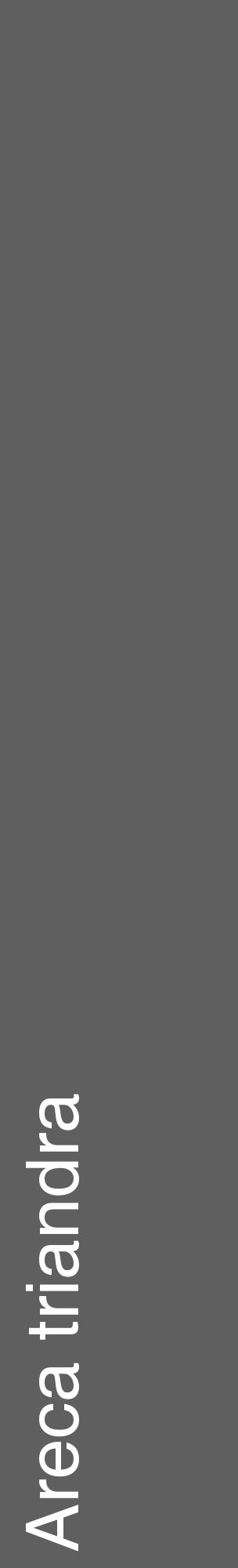 Étiquette de : Areca triandra - format c - style blanche10_basique_basiquehel avec comestibilité - position verticale
