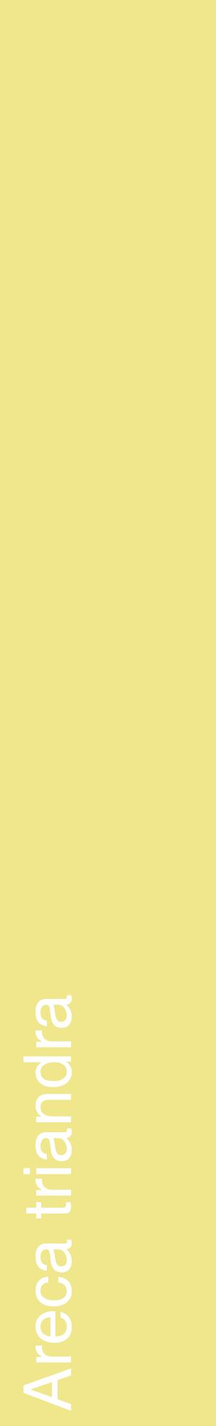 Étiquette de : Areca triandra - format c - style blanche20_basiquehel avec comestibilité