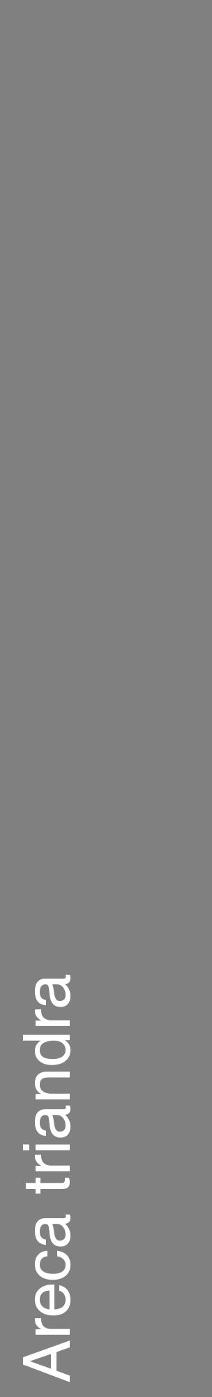 Étiquette de : Areca triandra - format c - style blanche57_basiquehel avec comestibilité