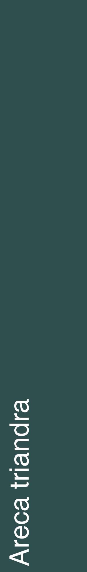 Étiquette de : Areca triandra - format c - style blanche58_basiquehel avec comestibilité