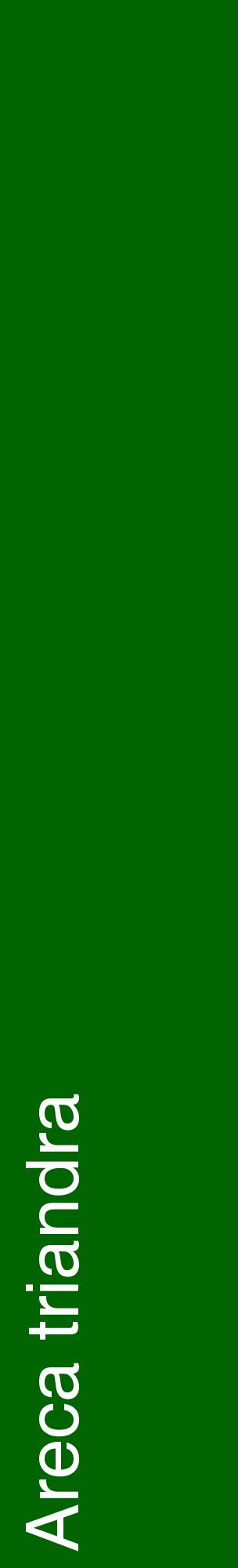 Étiquette de : Areca triandra - format c - style blanche8_basiquehel avec comestibilité