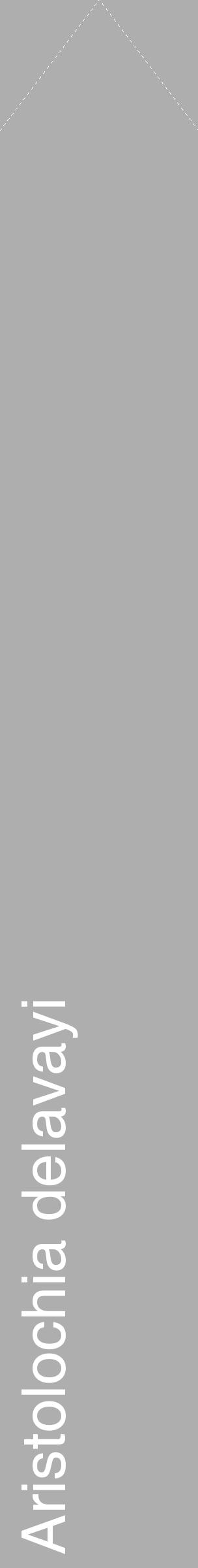 Étiquette de : Aristolochia delavayi - format c - style blanche53_simple_simplehel avec comestibilité - position verticale