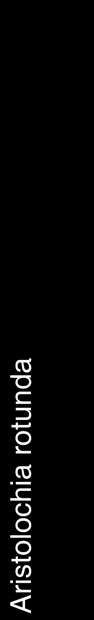 Étiquette de : Aristolochia rotunda - format c - style blanche59_basiquehel avec comestibilité