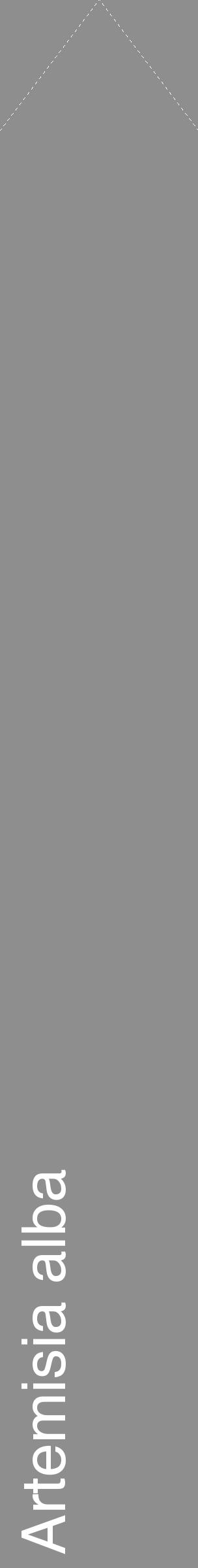 Étiquette de : Artemisia alba - format c - style blanche25_simple_simplehel avec comestibilité - position verticale