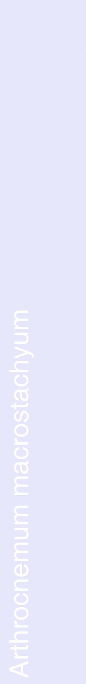 Étiquette de : Arthrocnemum macrostachyum - format c - style blanche55_simplehel avec comestibilité