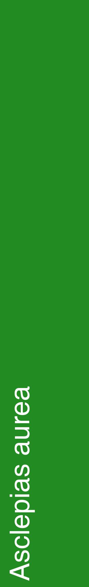 Étiquette de : Asclepias aurea - format c - style blanche10_basiquehel avec comestibilité