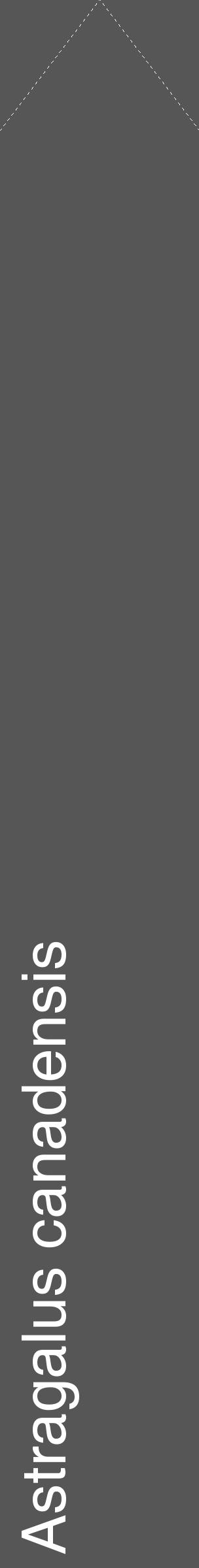 Étiquette de : Astragalus canadensis - format c - style blanche45_simple_simplehel avec comestibilité - position verticale