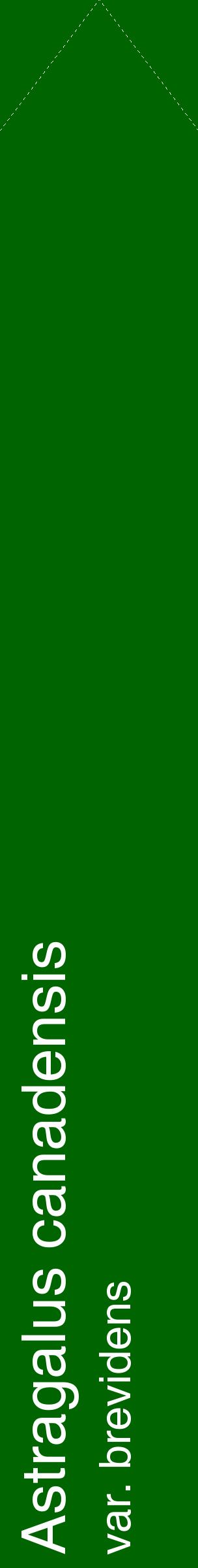 Étiquette de : Astragalus canadensis var. brevidens - format c - style blanche8_simplehel avec comestibilité
