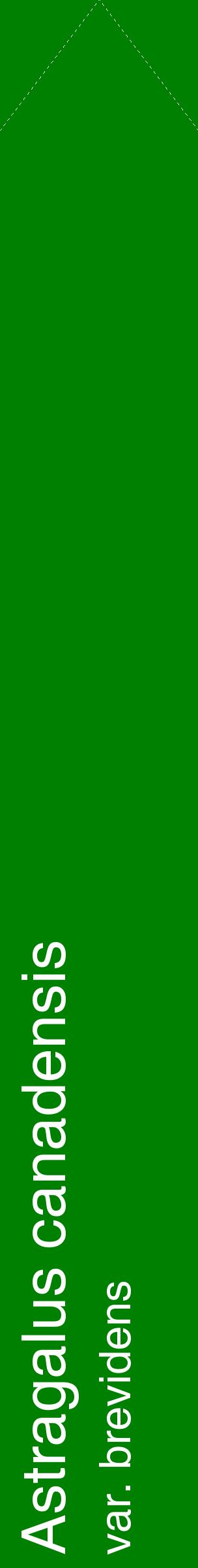 Étiquette de : Astragalus canadensis var. brevidens - format c - style blanche9_simplehel avec comestibilité