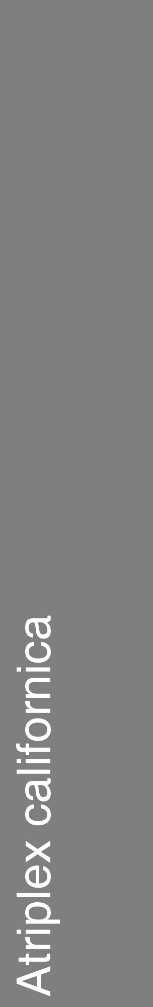 Étiquette de : Atriplex californica - format c - style blanche31_basique_basiquehel avec comestibilité - position verticale