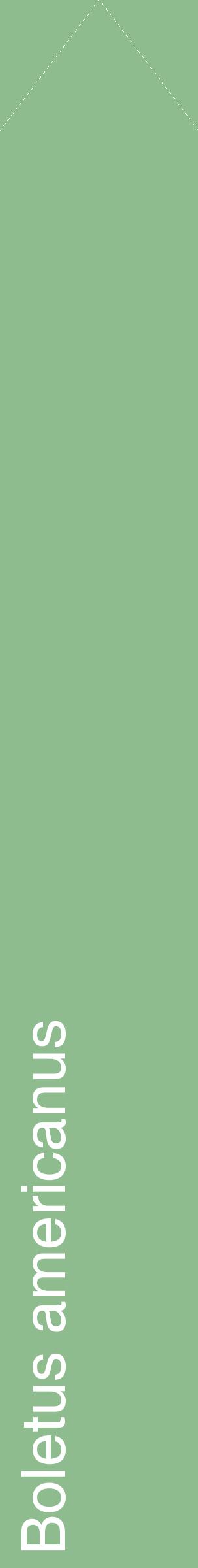 Étiquette de : Boletus americanus - format c - style blanche13_simplehel avec comestibilité
