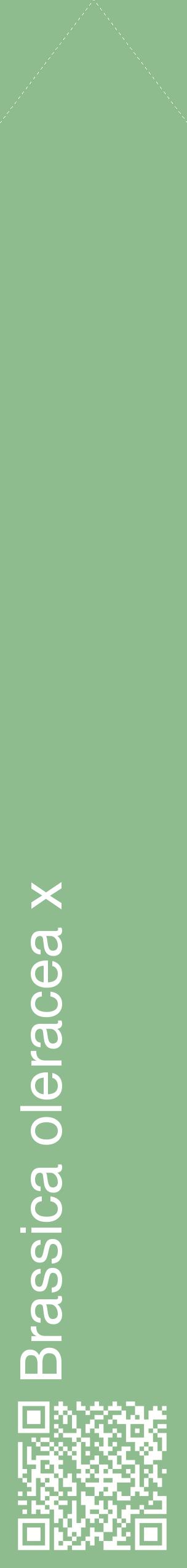 Étiquette de : Brassica oleracea x - format c - style blanche13_simplehel avec qrcode et comestibilité