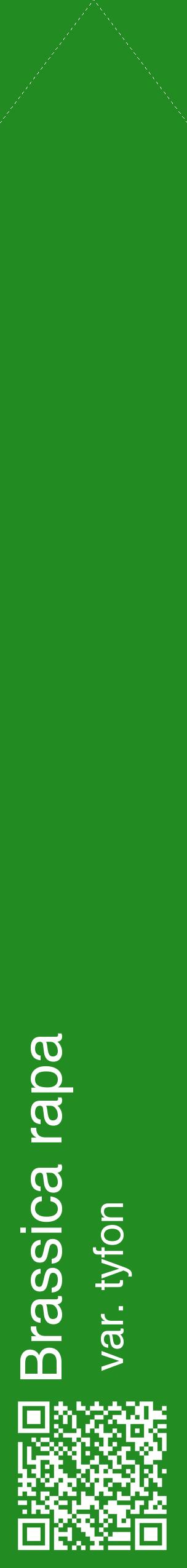 Étiquette de : Brassica rapa var. tyfon - format c - style blanche10_simplehel avec qrcode et comestibilité