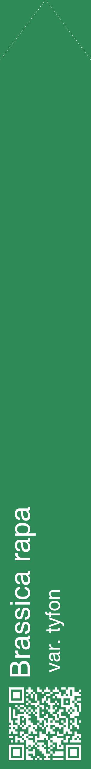 Étiquette de : Brassica rapa var. tyfon - format c - style blanche11_simplehel avec qrcode et comestibilité