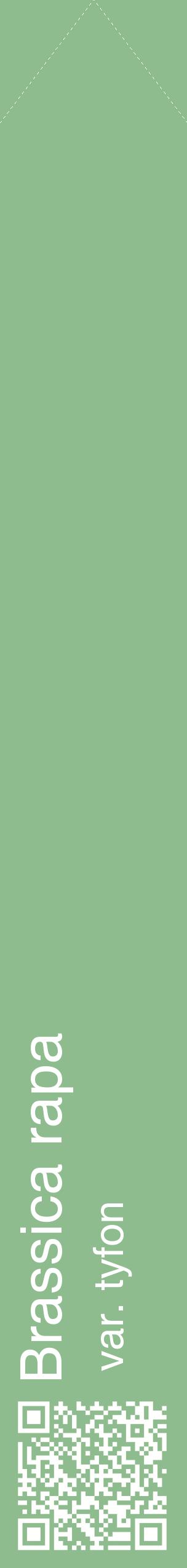 Étiquette de : Brassica rapa var. tyfon - format c - style blanche13_simplehel avec qrcode et comestibilité