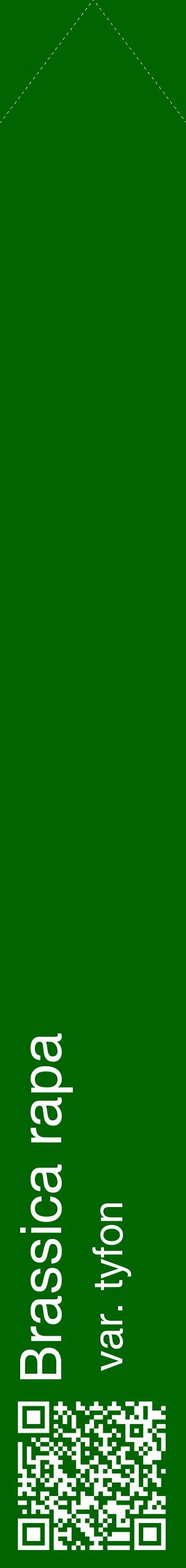 Étiquette de : Brassica rapa var. tyfon - format c - style blanche8_simplehel avec qrcode et comestibilité