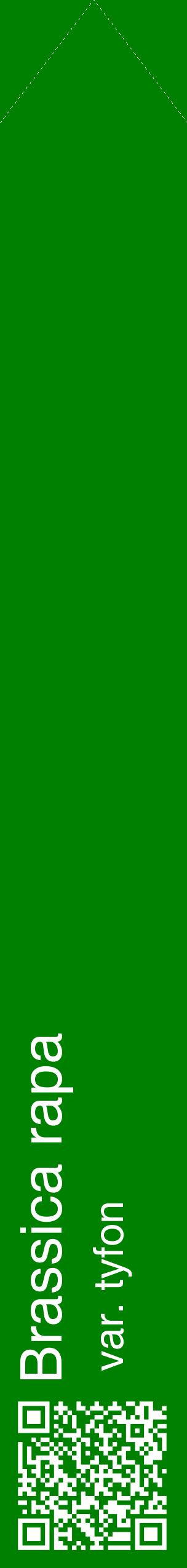 Étiquette de : Brassica rapa var. tyfon - format c - style blanche9_simplehel avec qrcode et comestibilité