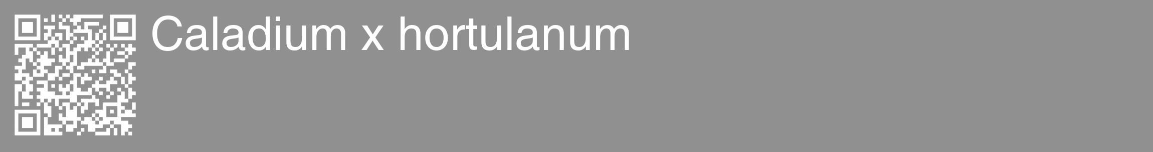 Étiquette de : Caladium x hortulanum - format c - style blanche4_basique_basiquehel avec qrcode et comestibilité