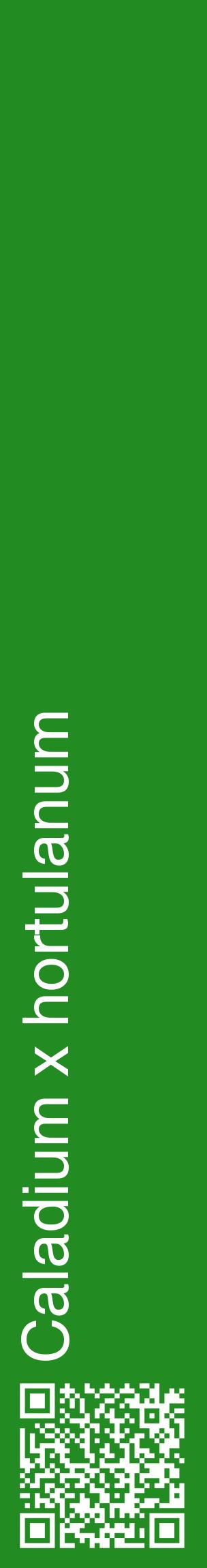 Étiquette de : Caladium x hortulanum - format c - style blanche10_basiquehel avec qrcode et comestibilité