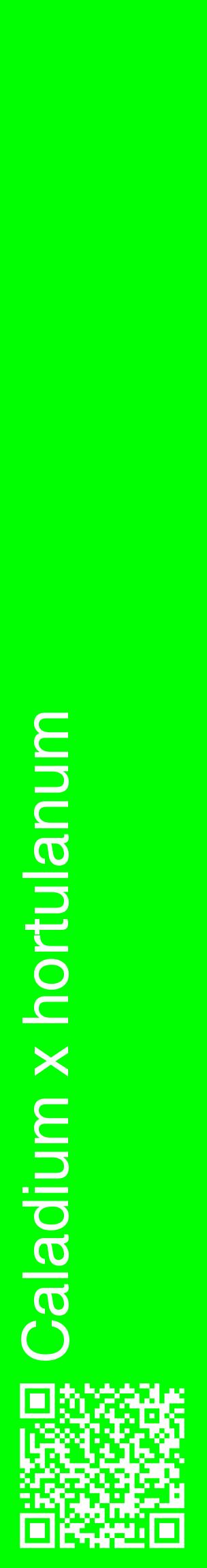 Étiquette de : Caladium x hortulanum - format c - style blanche16_basiquehel avec qrcode et comestibilité