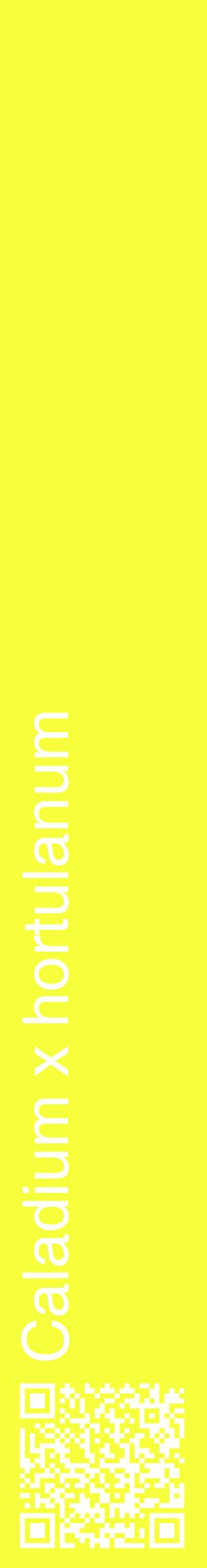 Étiquette de : Caladium x hortulanum - format c - style blanche18_basiquehel avec qrcode et comestibilité