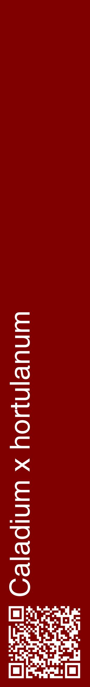 Étiquette de : Caladium x hortulanum - format c - style blanche29_basiquehel avec qrcode et comestibilité