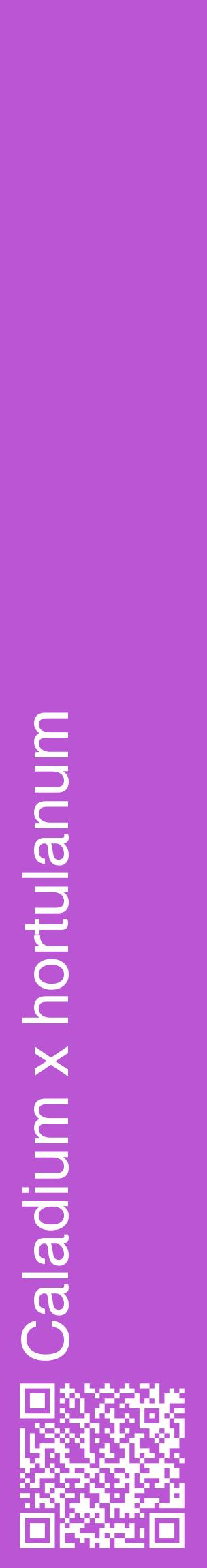 Étiquette de : Caladium x hortulanum - format c - style blanche50_basiquehel avec qrcode et comestibilité