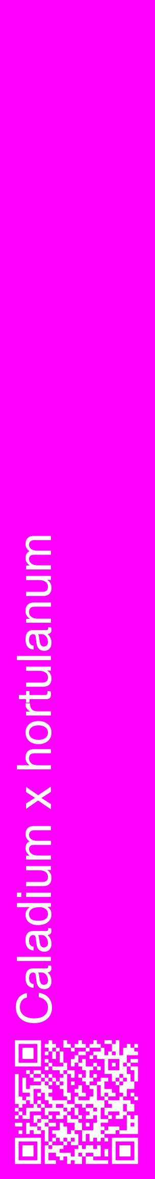Étiquette de : Caladium x hortulanum - format c - style blanche51_basiquehel avec qrcode et comestibilité