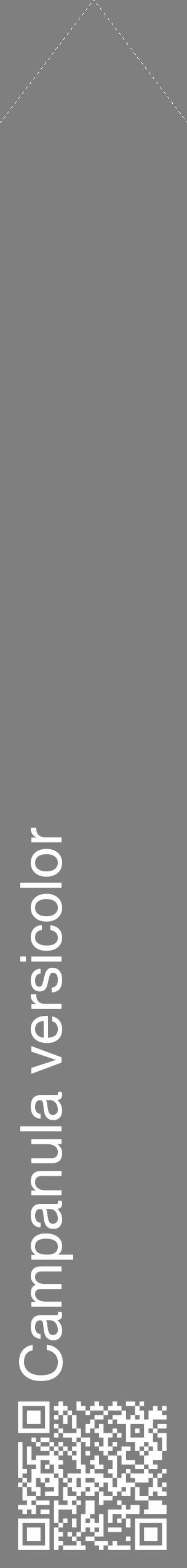 Étiquette de : Campanula versicolor - format c - style blanche31_simple_simplehel avec qrcode et comestibilité - position verticale