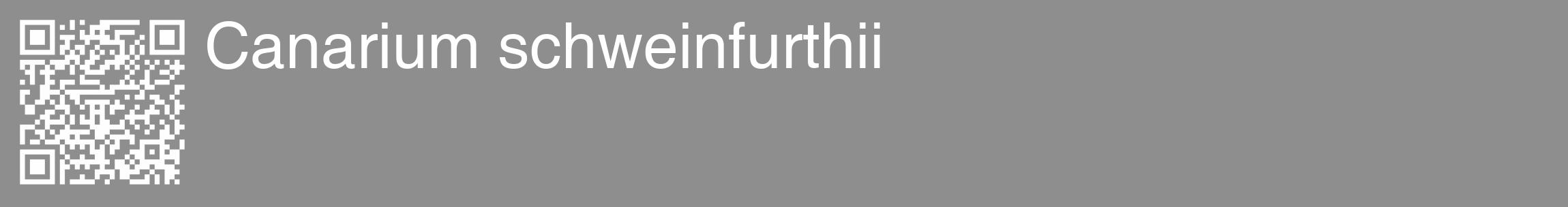 Étiquette de : Canarium schweinfurthii - format c - style blanche25_basique_basiquehel avec qrcode et comestibilité