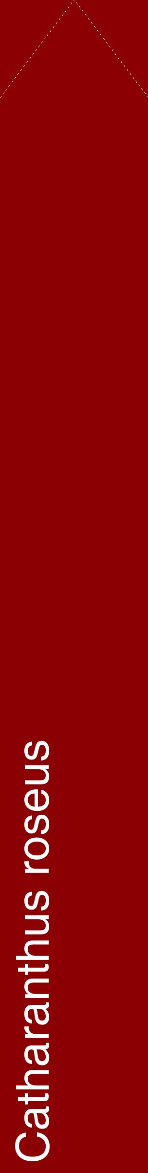 Étiquette de : Catharanthus roseus - format c - style blanche34_simplehel avec comestibilité