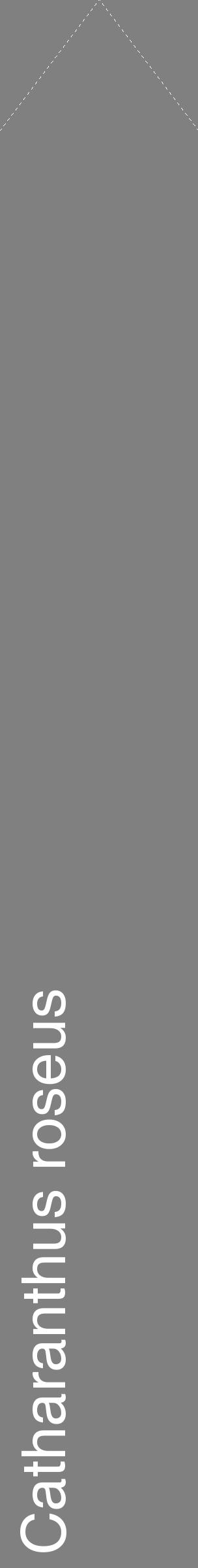 Étiquette de : Catharanthus roseus - format c - style blanche57_simplehel avec comestibilité
