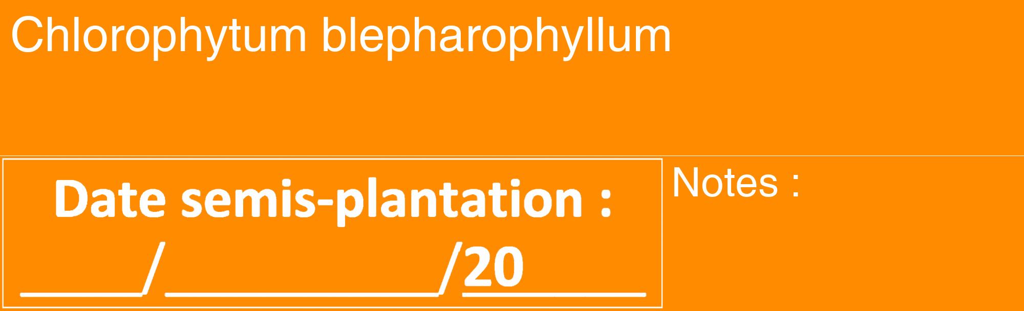 Étiquette de : Chlorophytum blepharophyllum - format c - style blanche23_basique_basiquehel avec comestibilité