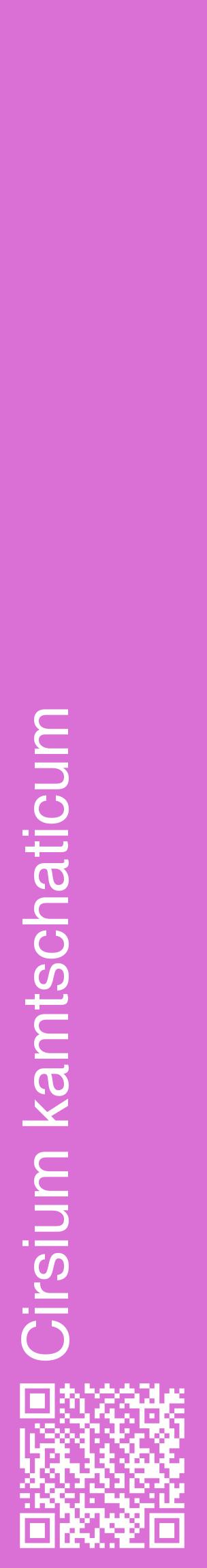 Étiquette de : Cirsium kamtschaticum - format c - style blanche52_basiquehel avec qrcode et comestibilité