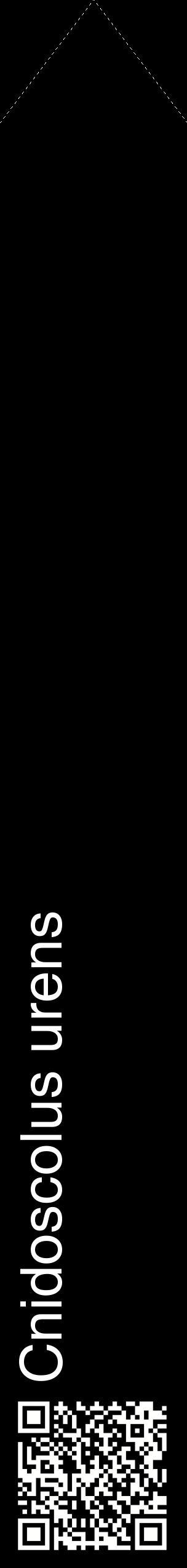 Étiquette de : Cnidoscolus urens - format c - style blanche59_simplehel avec qrcode et comestibilité