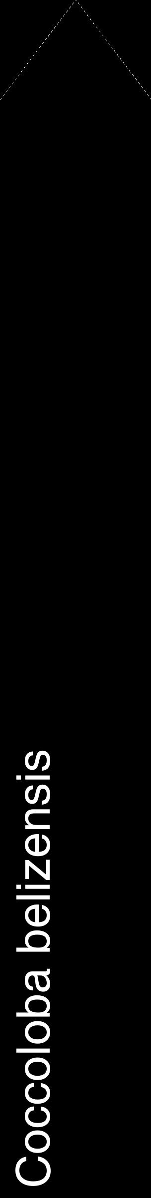 Étiquette de : Coccoloba belizensis - format c - style blanche59_simplehel avec comestibilité