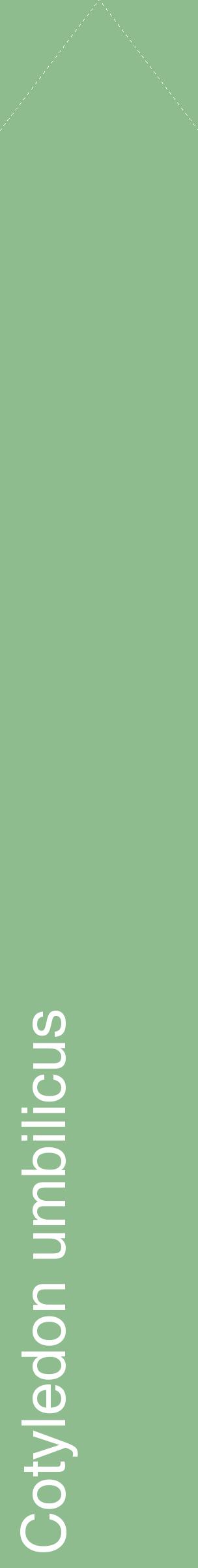 Étiquette de : Cotyledon umbilicus - format c - style blanche13_simplehel avec comestibilité